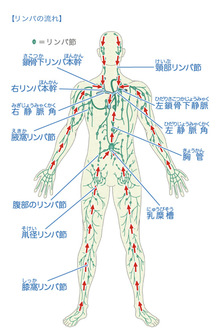 リンパの免疫機能