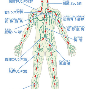 リンパの免疫機能